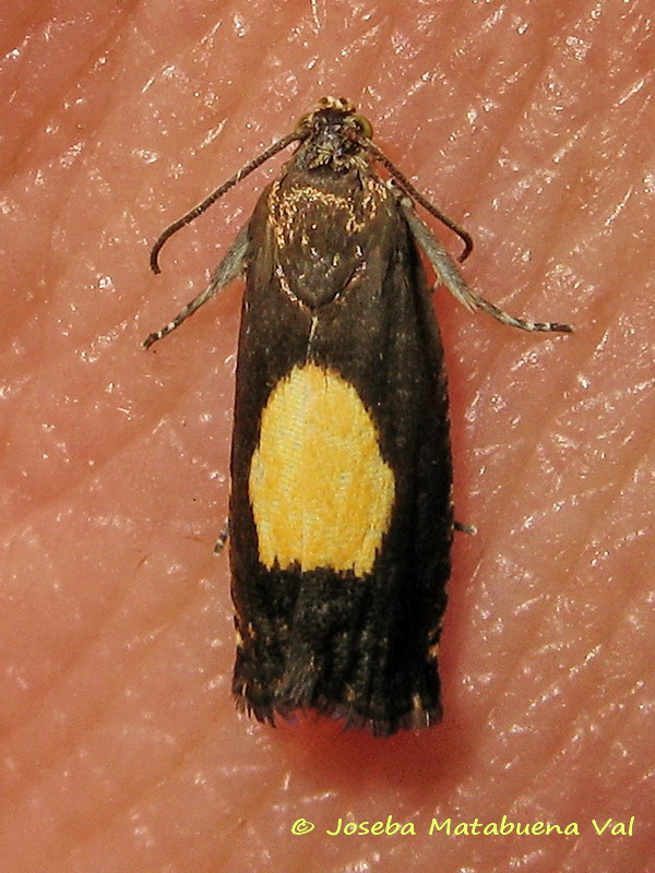 Pammene sp. (trauniana o regiana) - Tortricidae